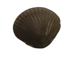 Chocolate Shell Assorted Medium