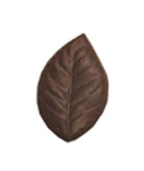 Chocolate Elm Leaf