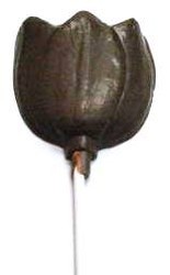 Chocolate Tulip on a Stick XL