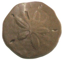 Chocolate Sand Dollar Medium - Click Image to Close
