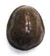 Chocolate Walnut Small